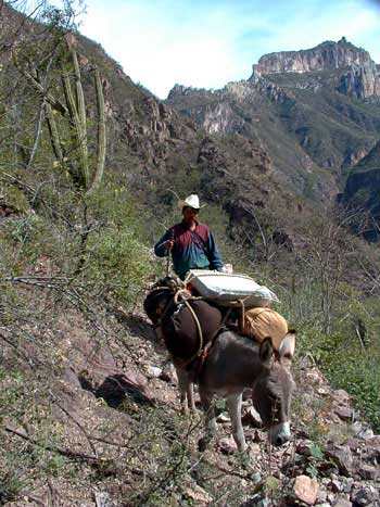 burro-on-trail.jpg